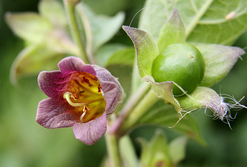 Deadly nightshade deals plant